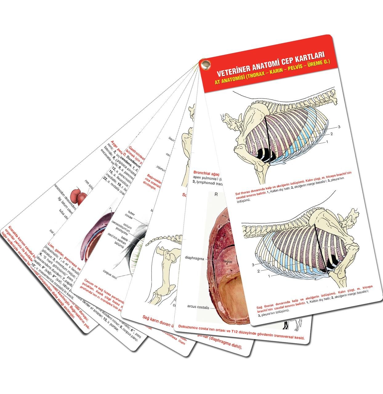 Veteriner Anatomi Cep Kartları At Anatomisi (Thorax - Karın - Pelvis - Üreme O.)