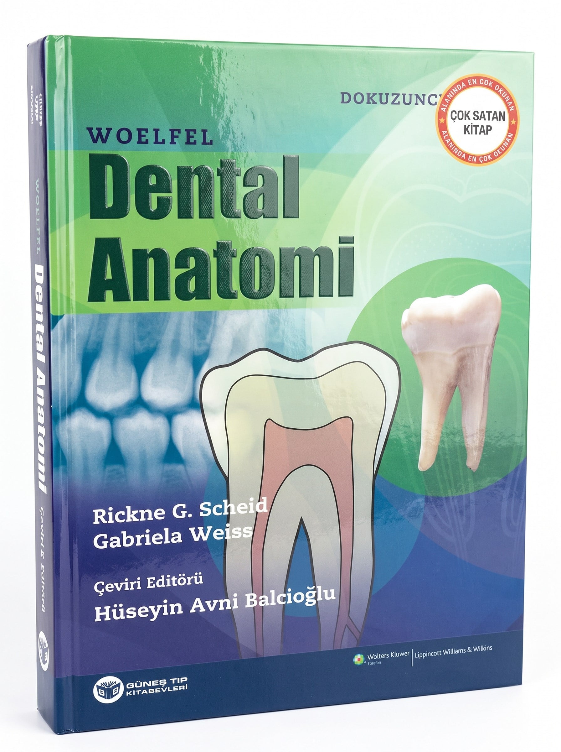 Woelfel Dental Anatomi