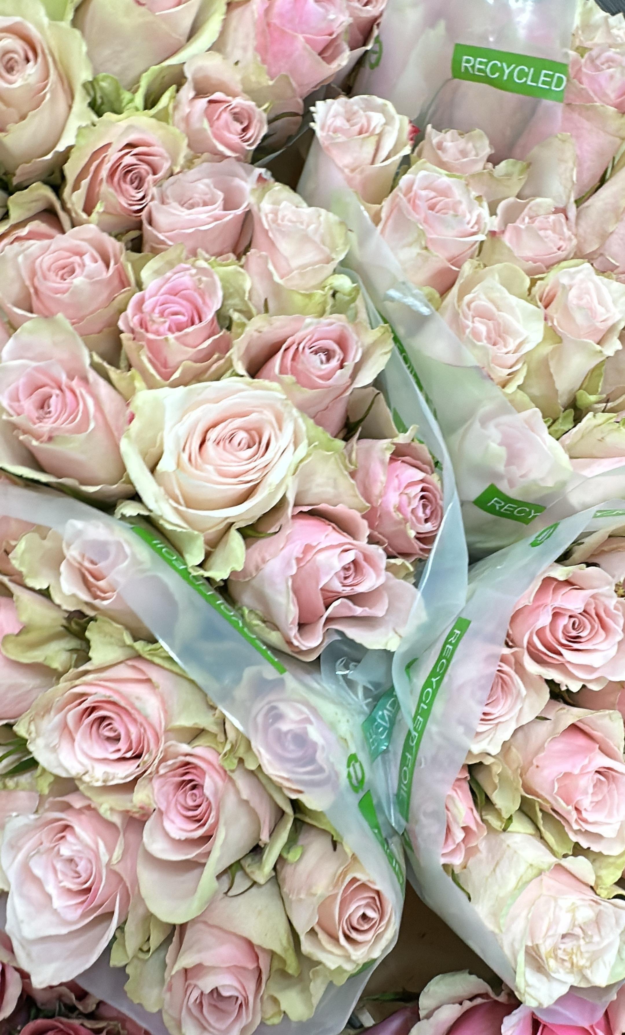 İthal Pembe Gül