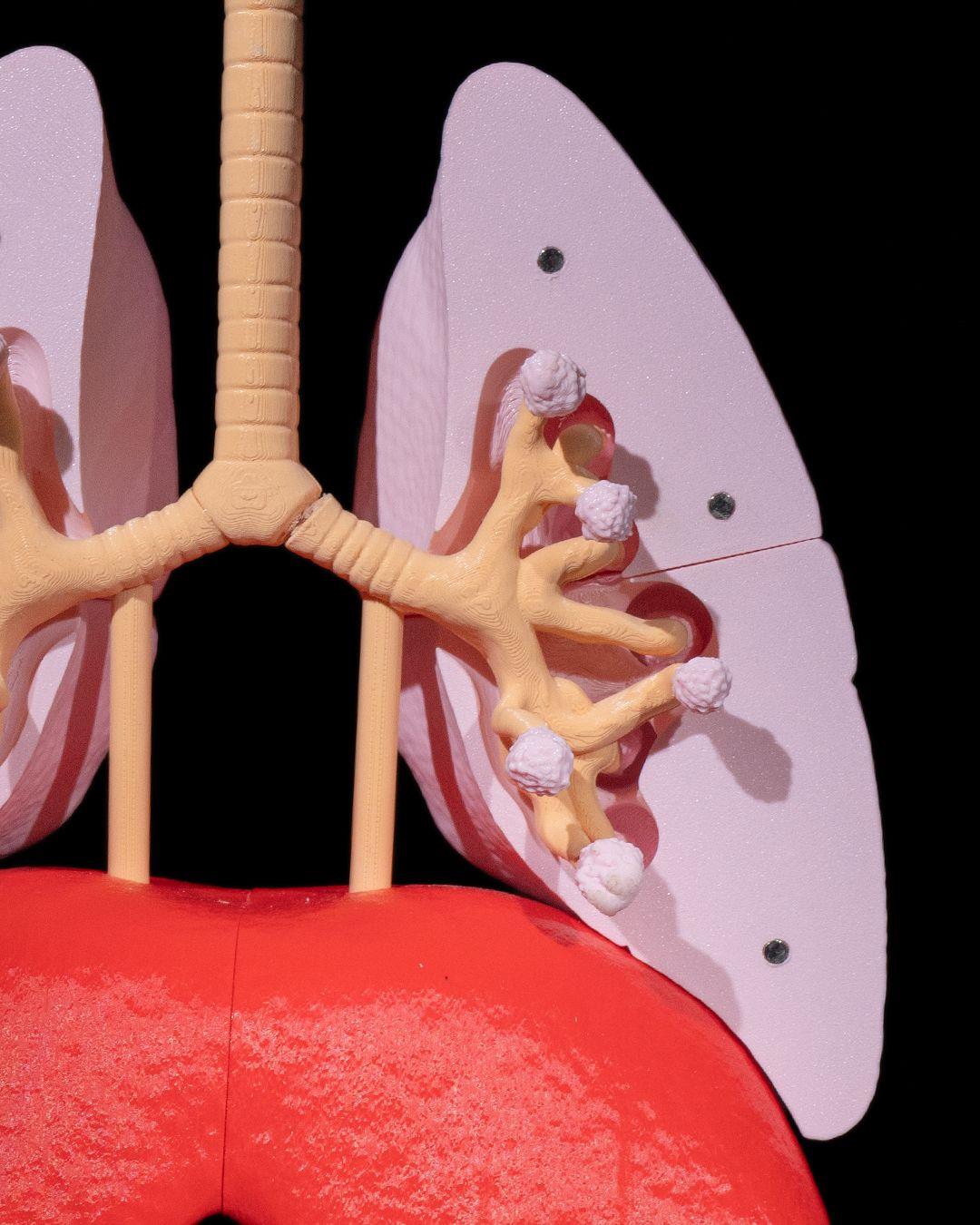 akciger-anatomik-model-1b554b.jpg
