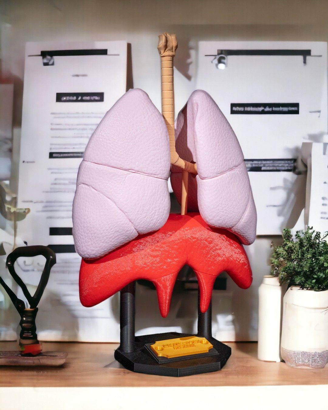 akciger-anatomik-model-65a-95.jpg