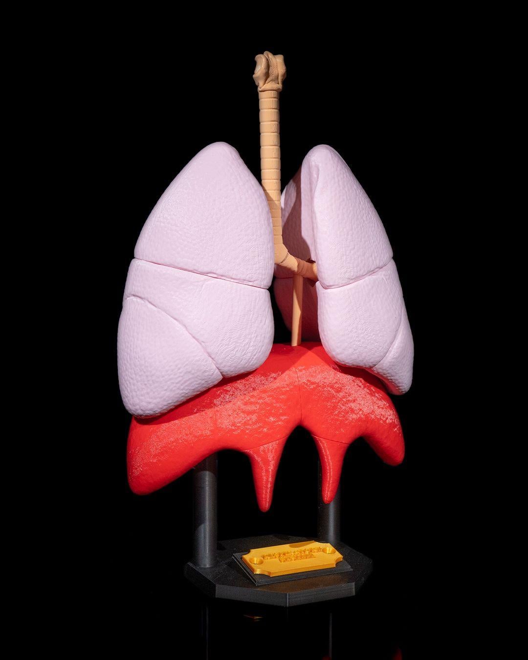 akciger-anatomik-model-a41045.jpg