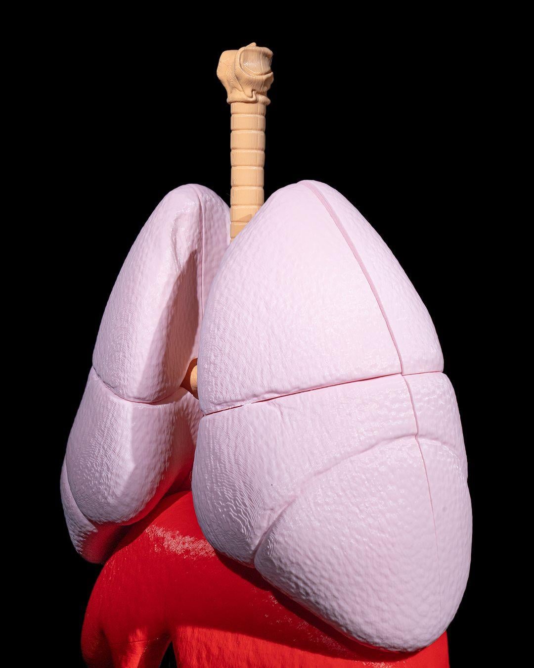 akciger-anatomik-model-f83fdc.jpg