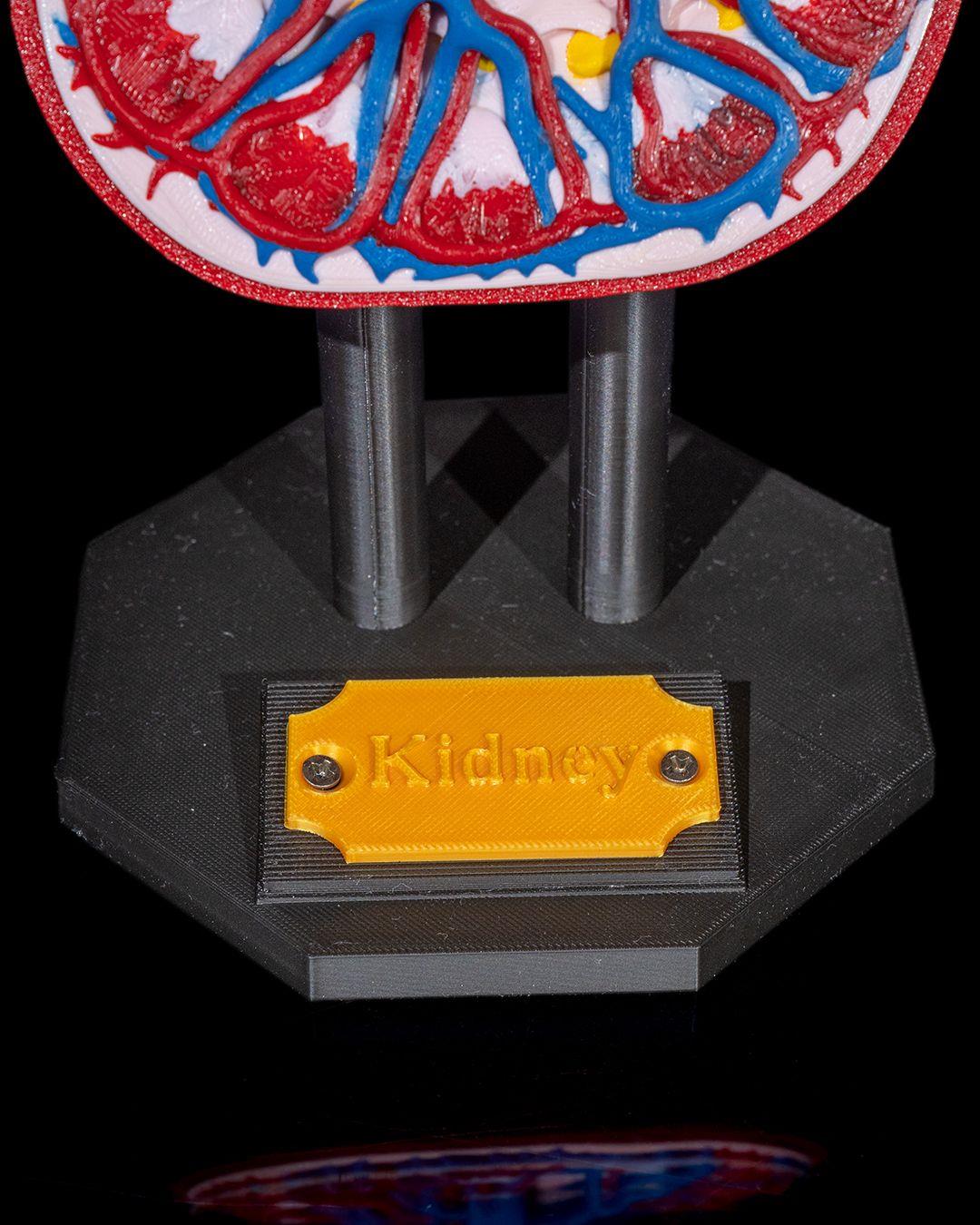 bobrek-anatomik-model-321d6f.jpg