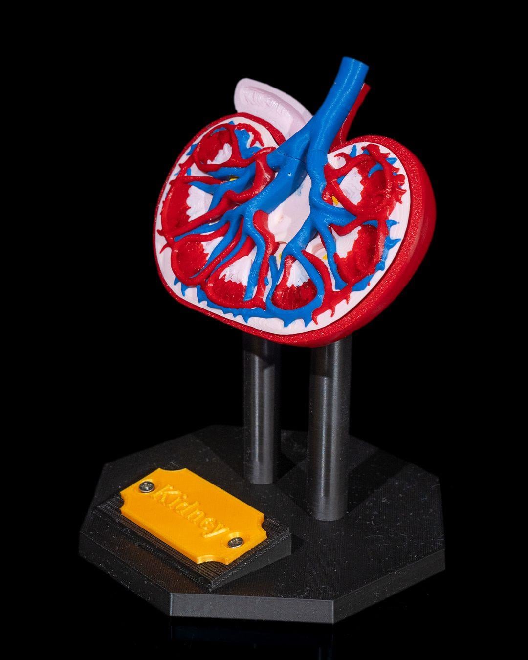 bobrek-anatomik-model-83-45a.jpg
