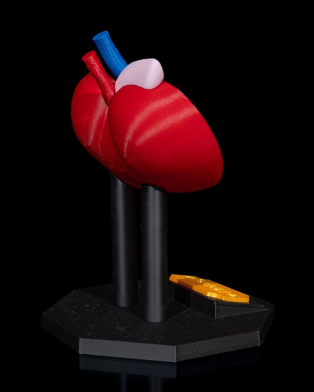 bobrek-anatomik-model-c936-2.jpg