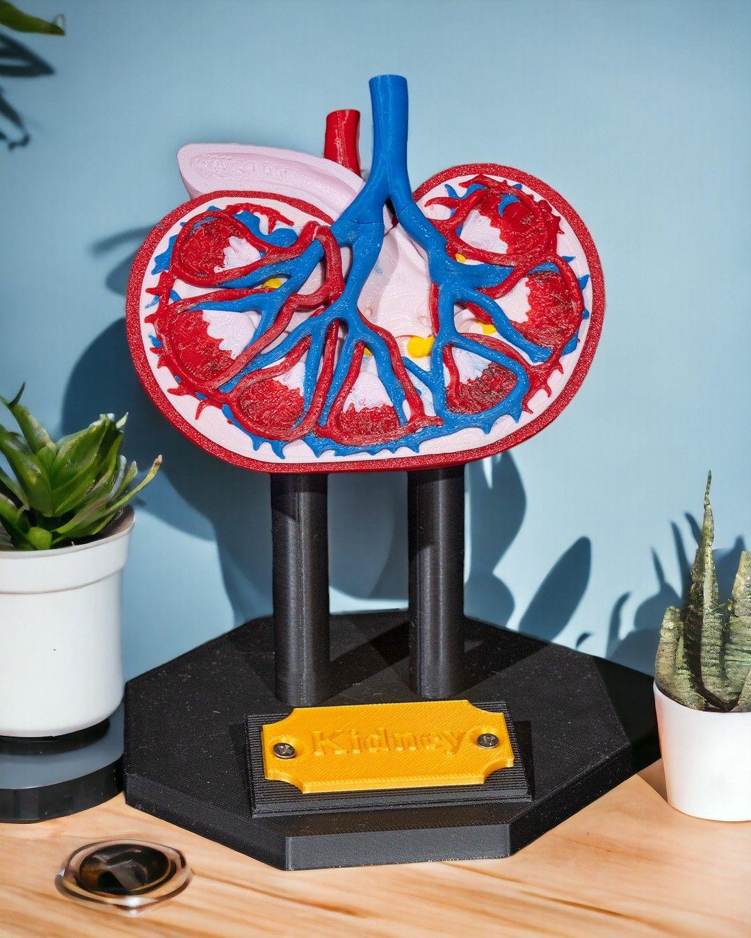 bobrek-anatomik-model-f-aeaf.jpg