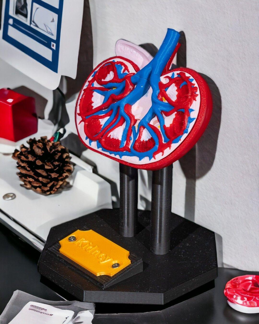 bobrek-anatomik-model-f5e-34.jpg