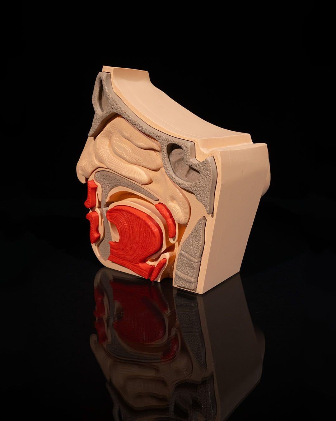 burun-ve-sinus-modeli-8ed-42.jpg