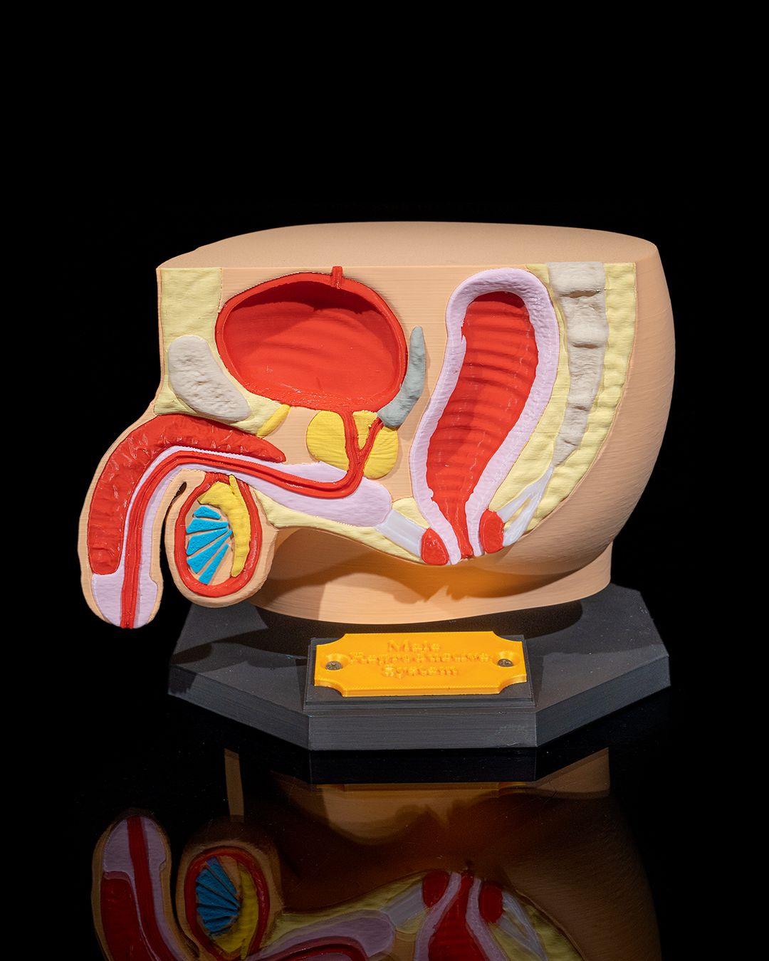 erkek-ureme-sistemi-modeli-4c01cc.jpg
