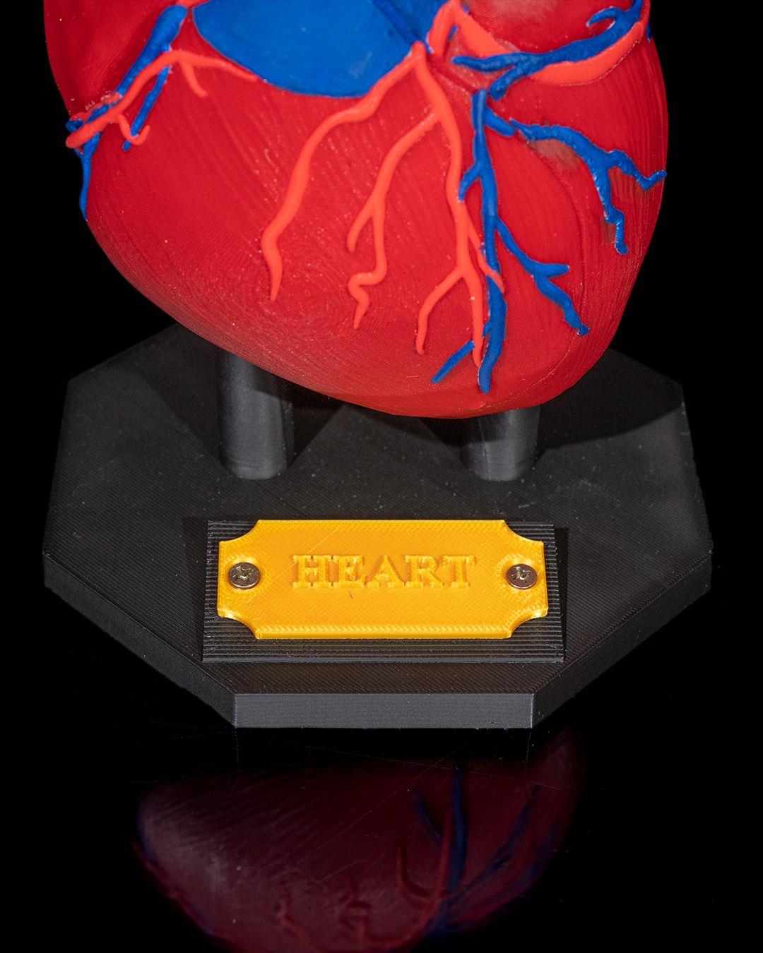 kalp-anatomik-model-34-dd7.jpg