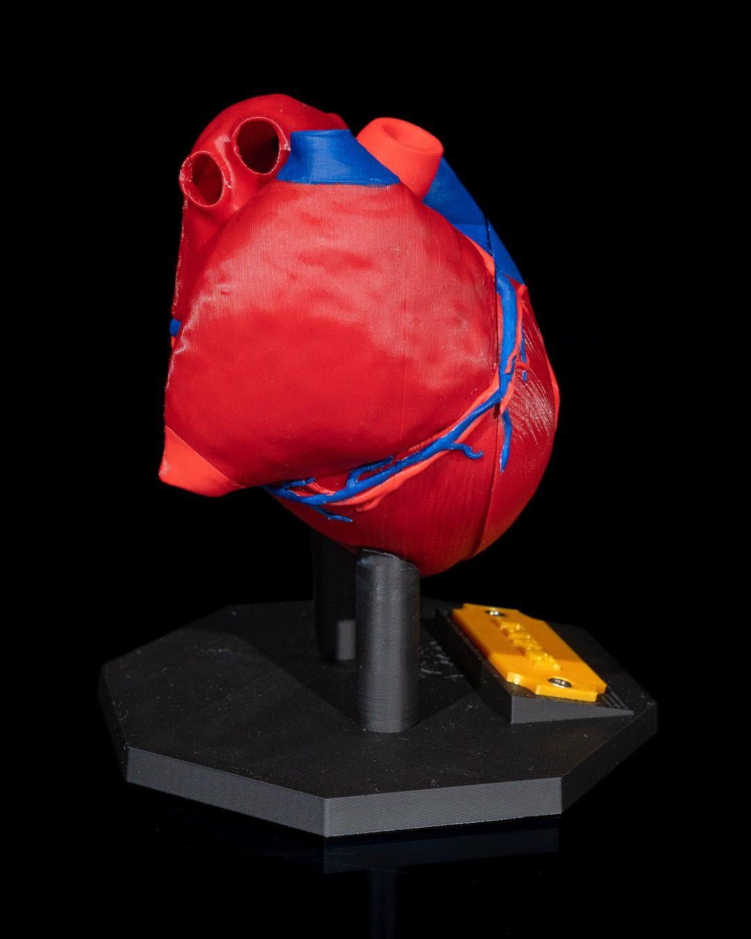 kalp-anatomik-model-4b8a-a.jpg