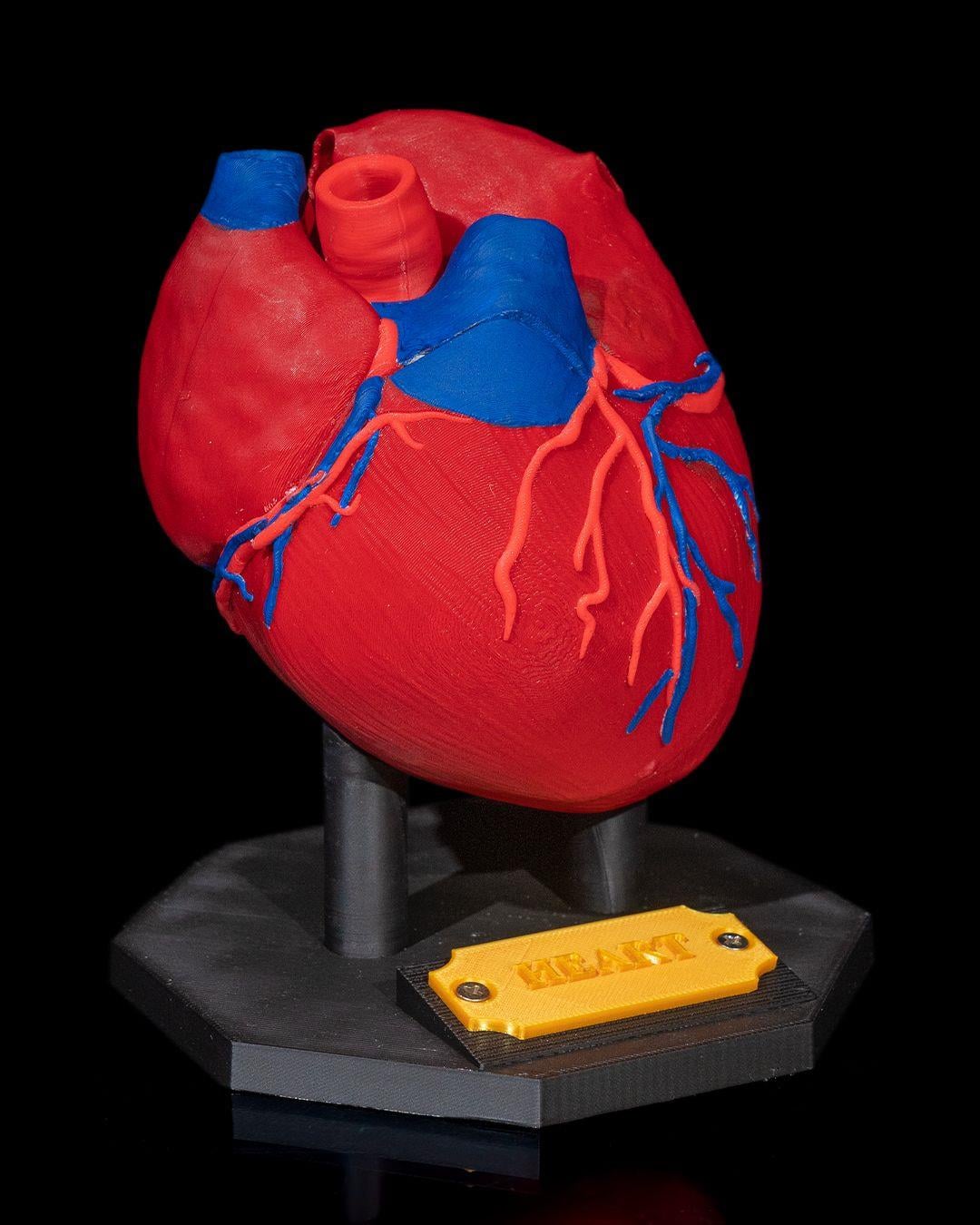 kalp-anatomik-model-5bf-4c.jpg