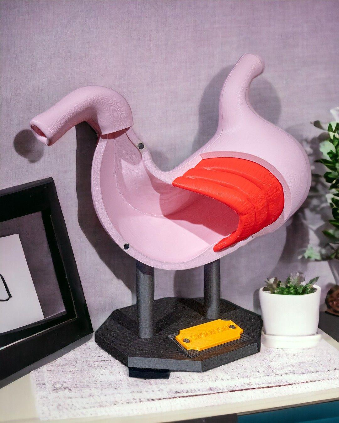 mide-anatomik-model-c1c33-.jpg