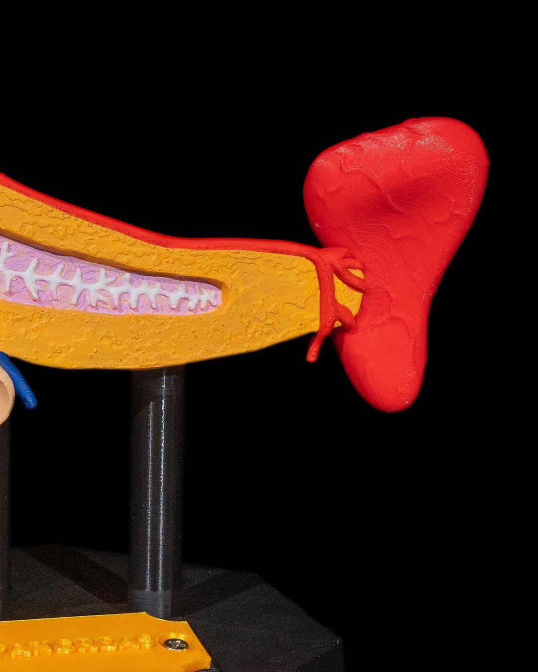 pankreas-anatomik-model-1-bd3f.jpg