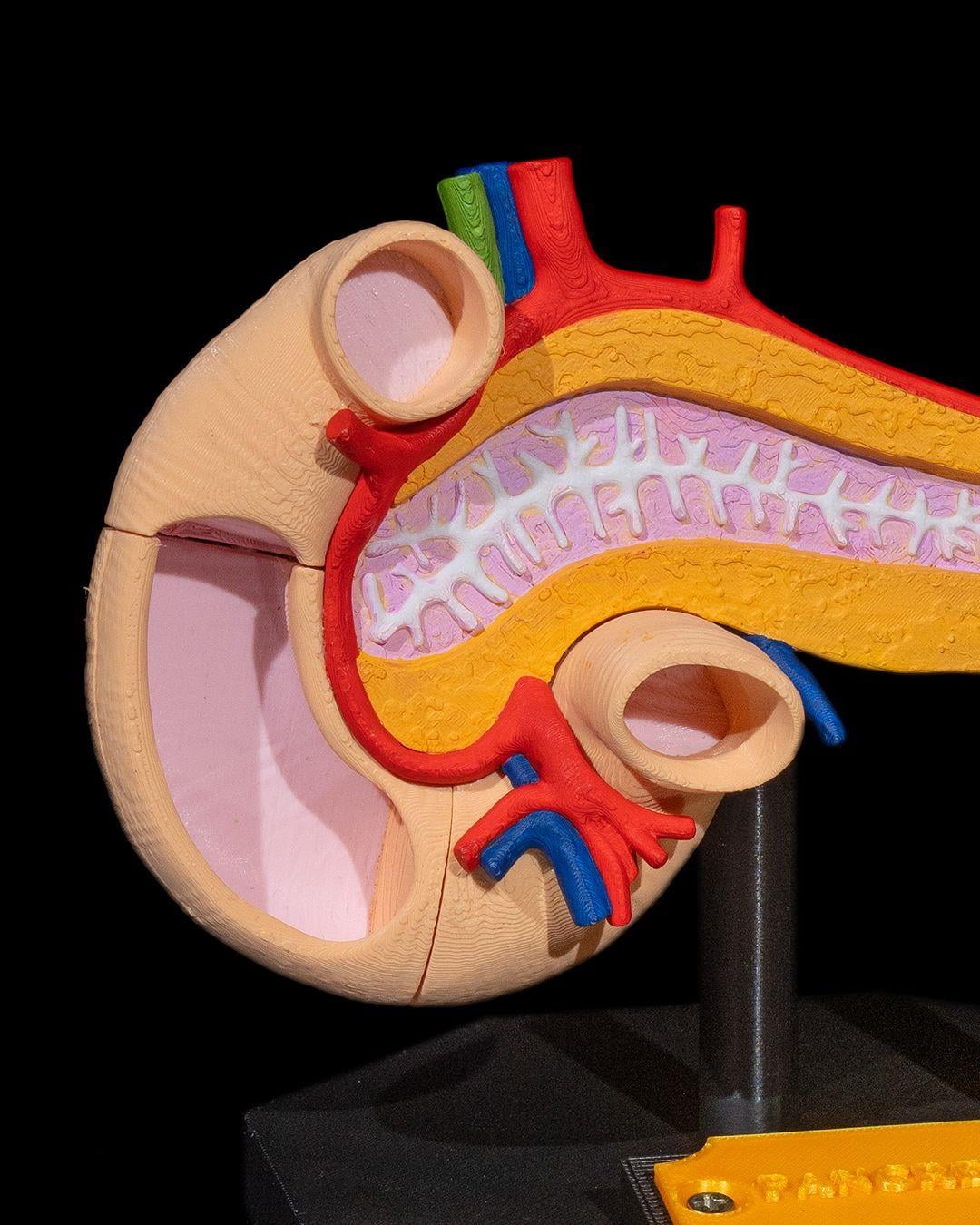 pankreas-anatomik-model-d2b147.jpg