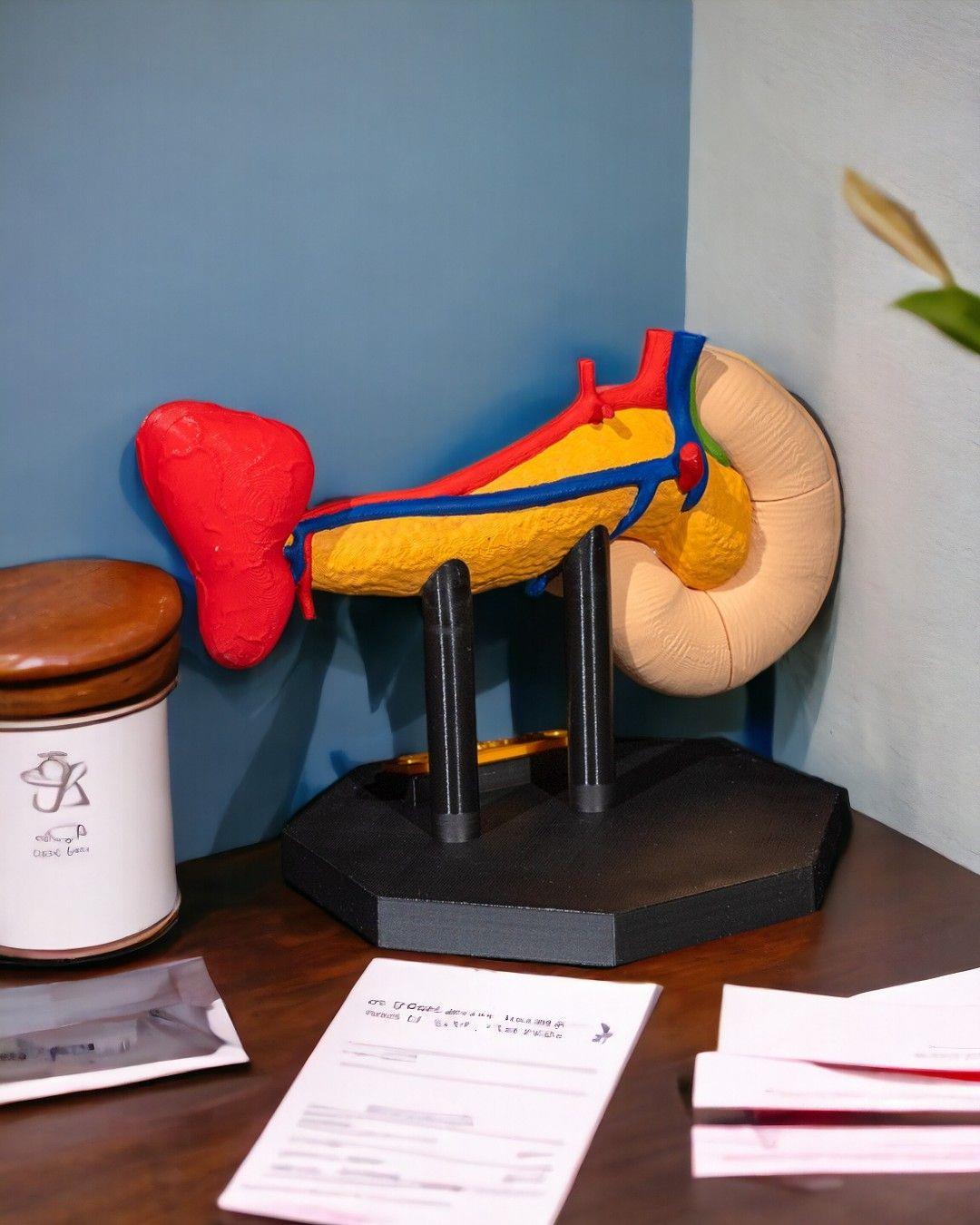 pankreas-anatomik-model-e672cc.jpg