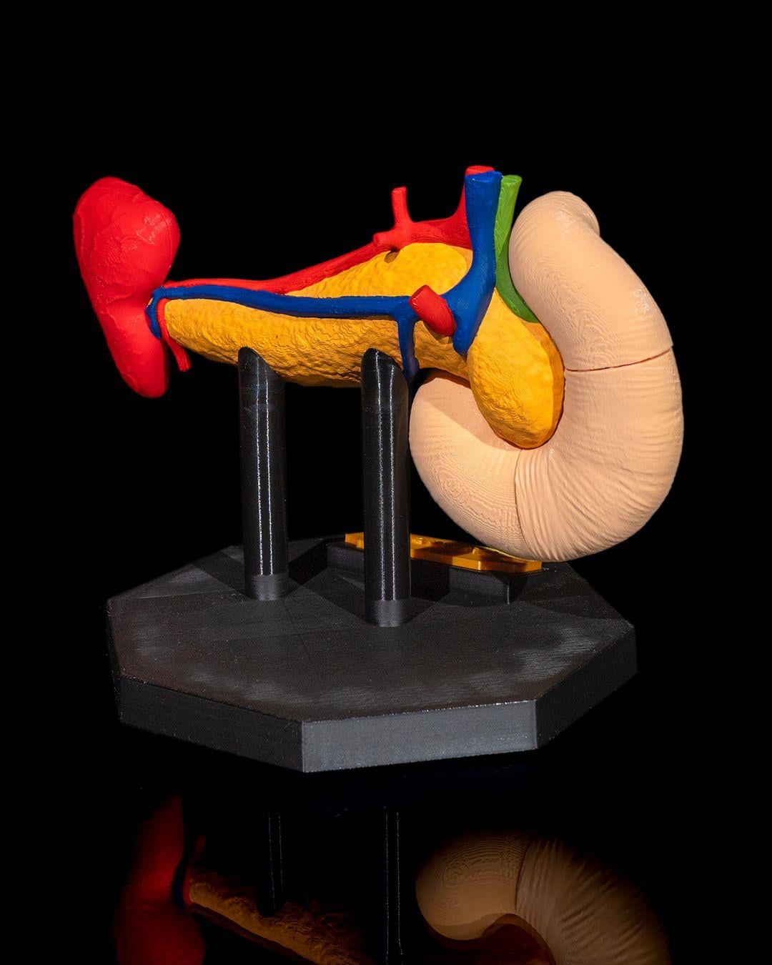 pankreas-anatomik-model-e766-8.jpg