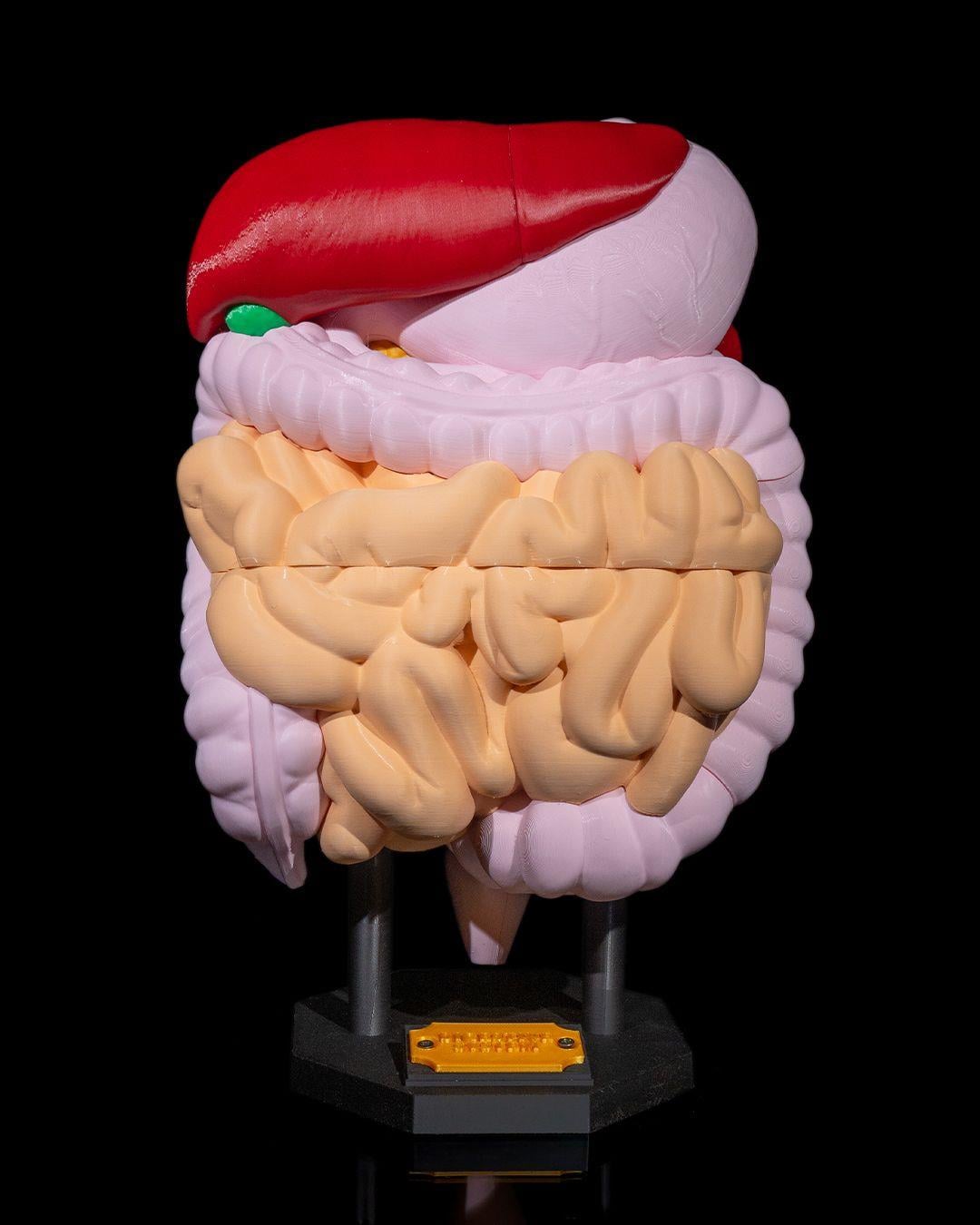sindirim-sistemi-anatomik-model--4a3c-.jpg