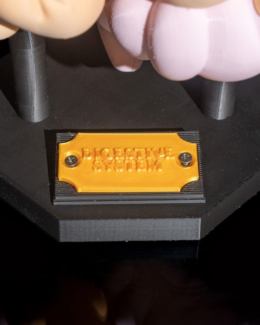 sindirim-sistemi-anatomik-model-a-8535.jpg