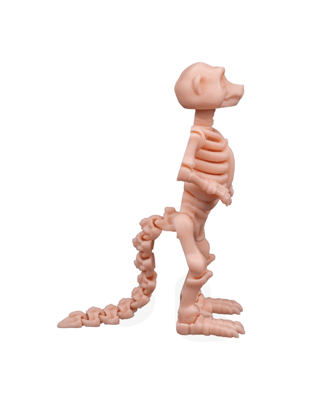 skeleton-meerkat-figuru-29a-89.png