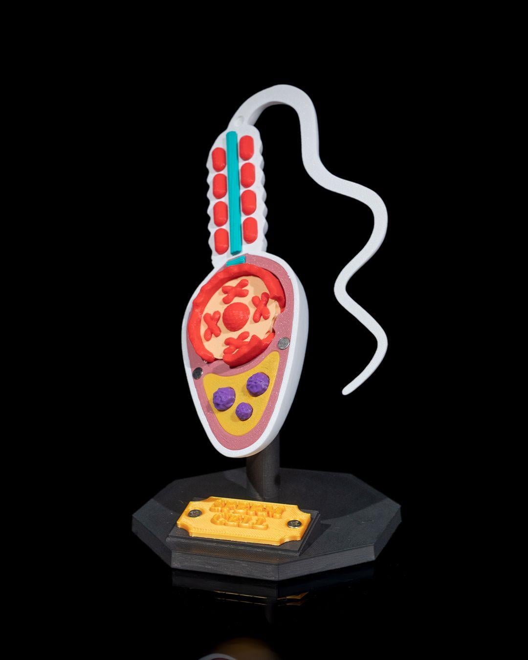 sperm-hucresi-modeli-42600f.jpg