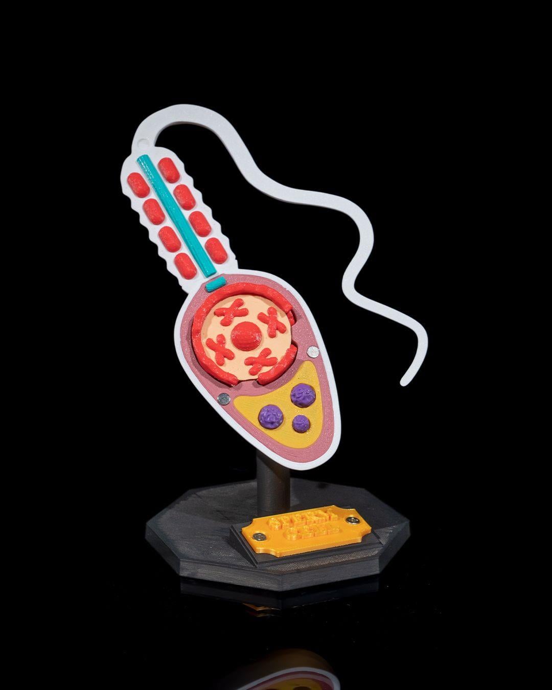 sperm-hucresi-modeli-75fafa.jpg