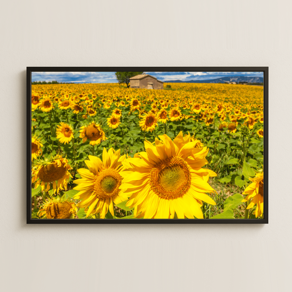 Ayçiçeği Tarlası ve Kulübe UV Baskılı Yaz Manzara Tablosu