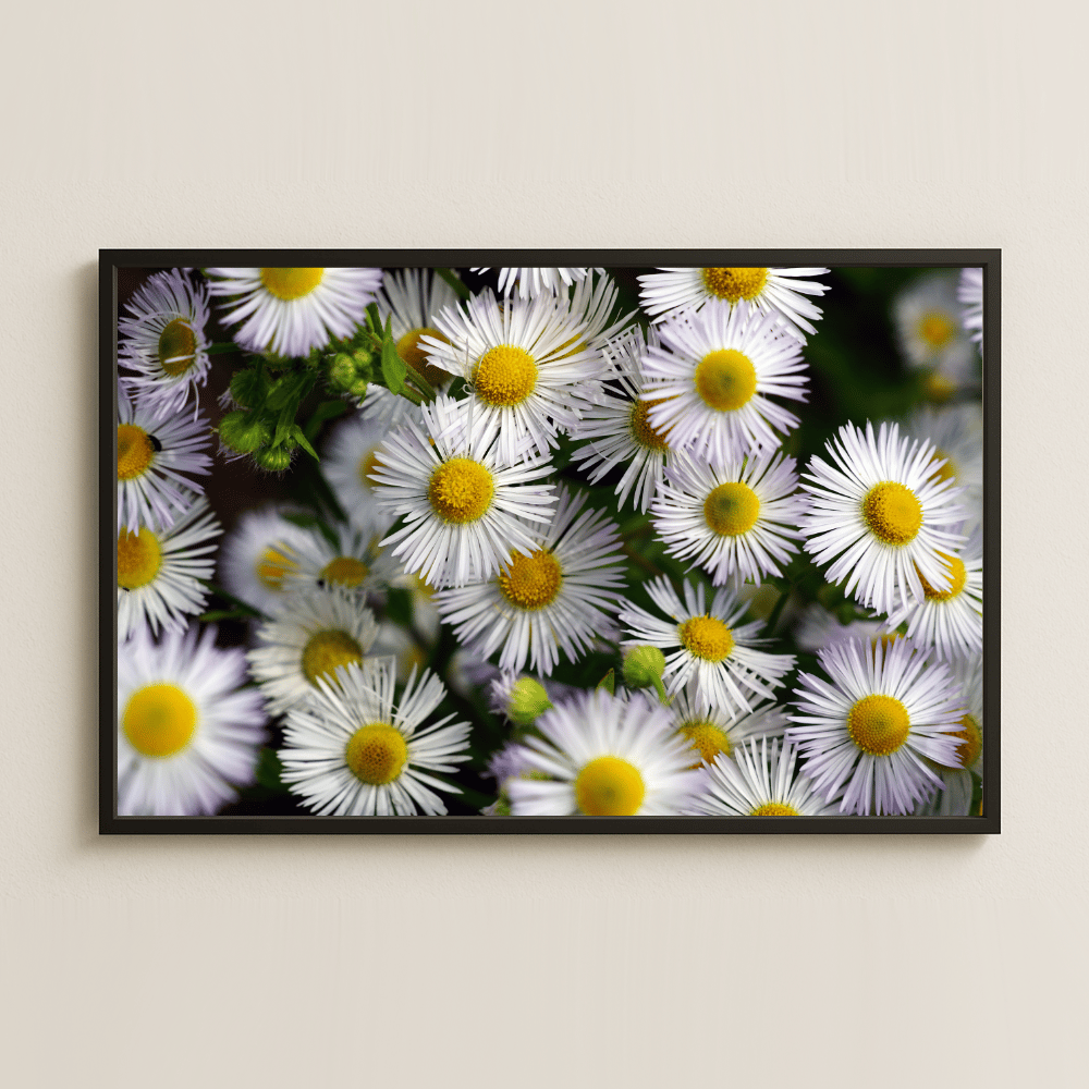 Papatya Temalı UV Baskılı Dekoratif Sanat Tablosu