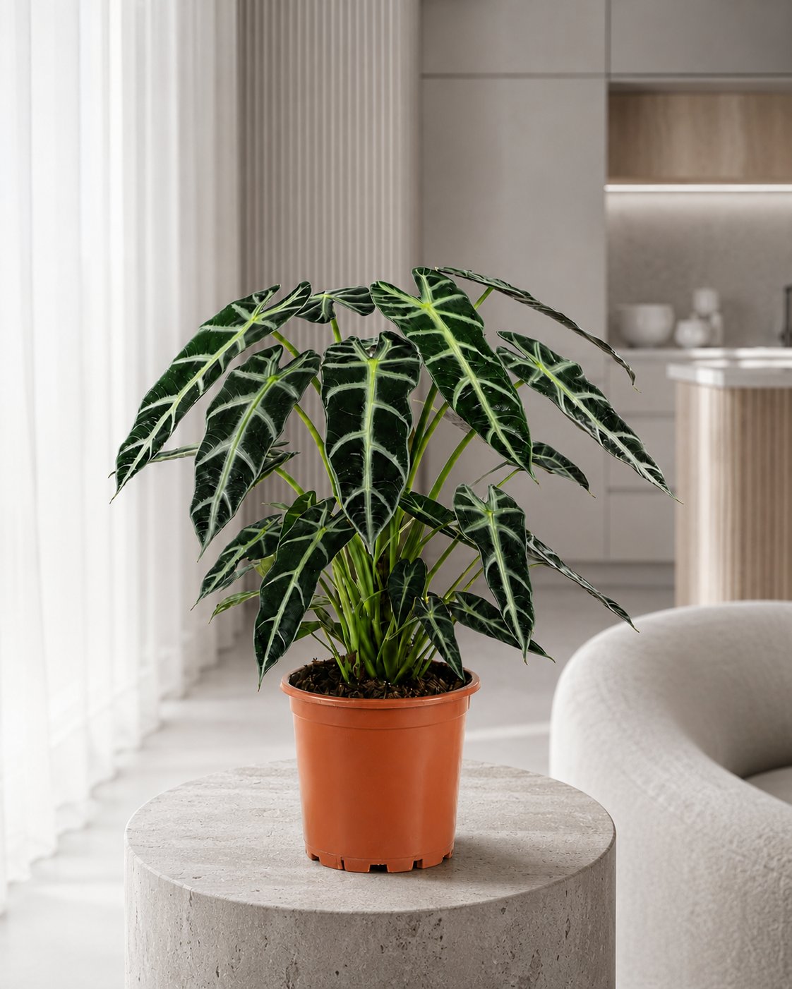 Alokasya Bambino – Alocasia Amazonica Bambino – 12 cm Saksı