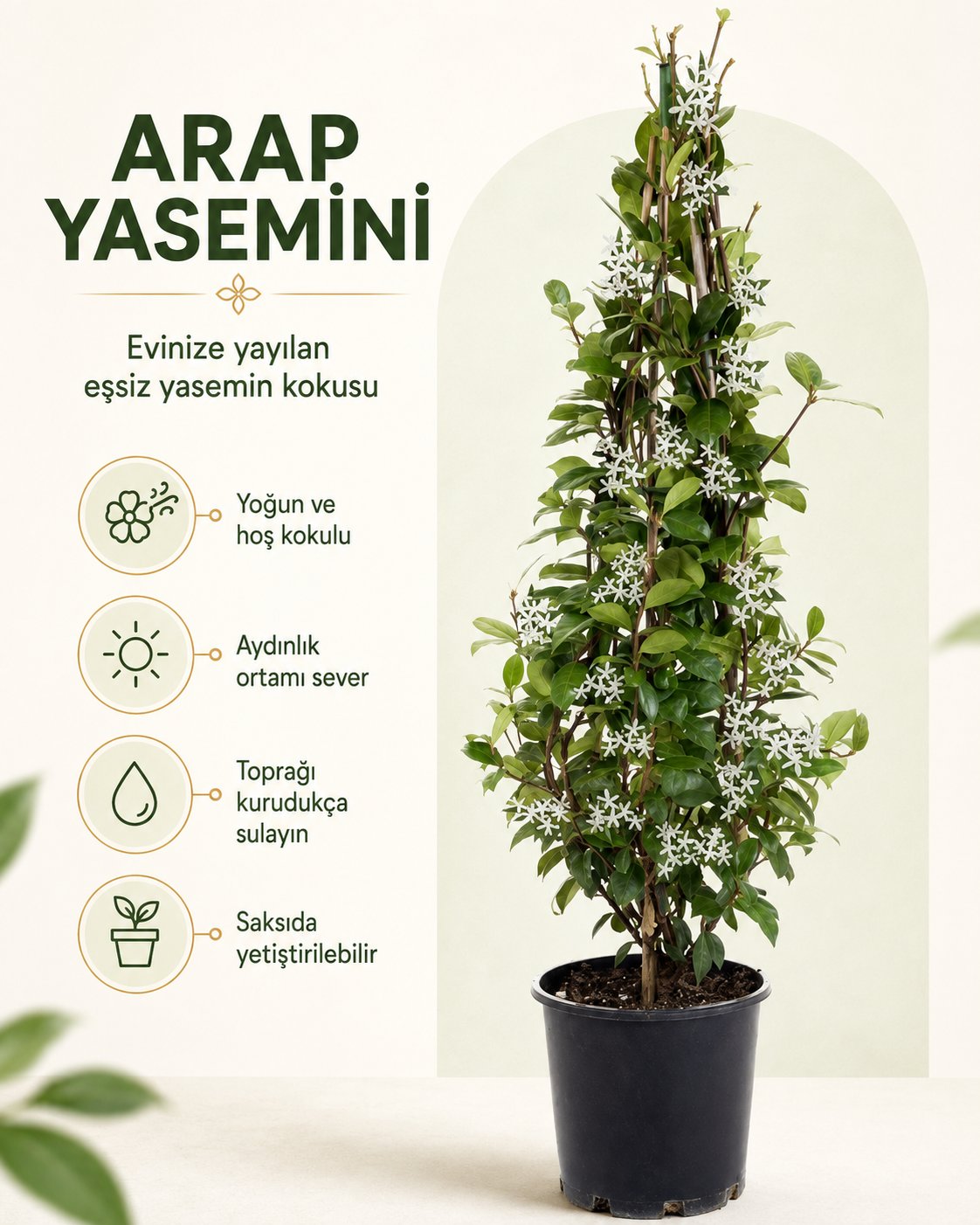 Arap Yasemini – Jasminum sambac – 15 cm Saksı