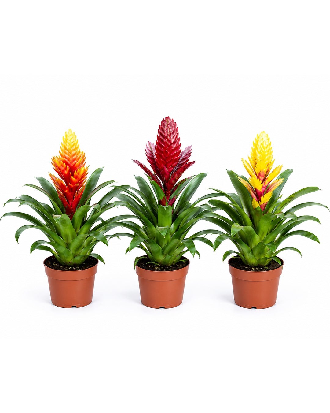 Bromelia mix 3 Adet- 8,5 cm saksı