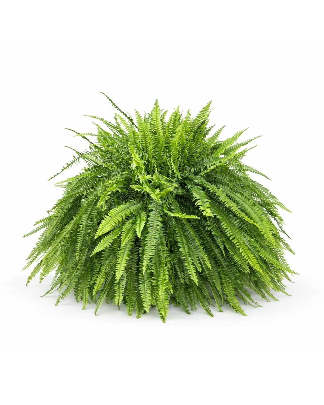 Fujer – Aşk Merdiveni – Nephrolepis exaltata – 21 cm Askılı Saksı