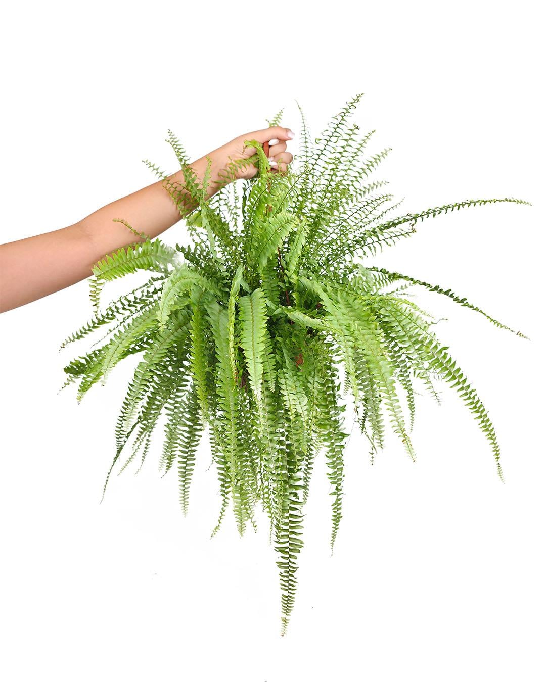 Fujer Askılı 15 cm 