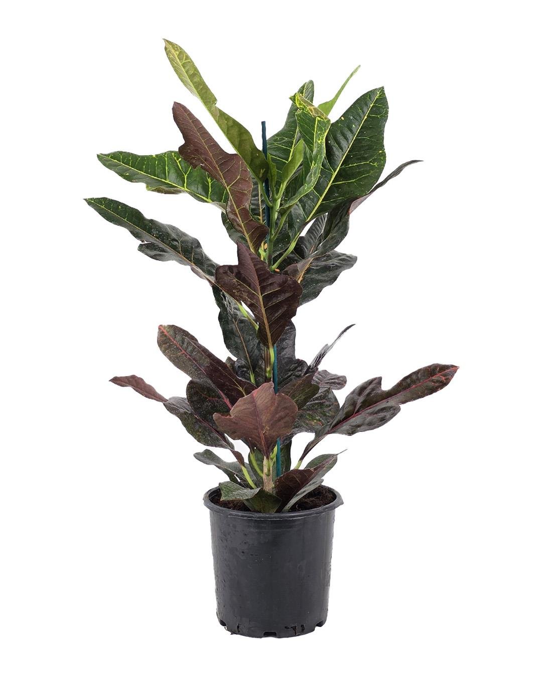 Kroton Excellent – Codiaeum variegatum 17 cm Saksı