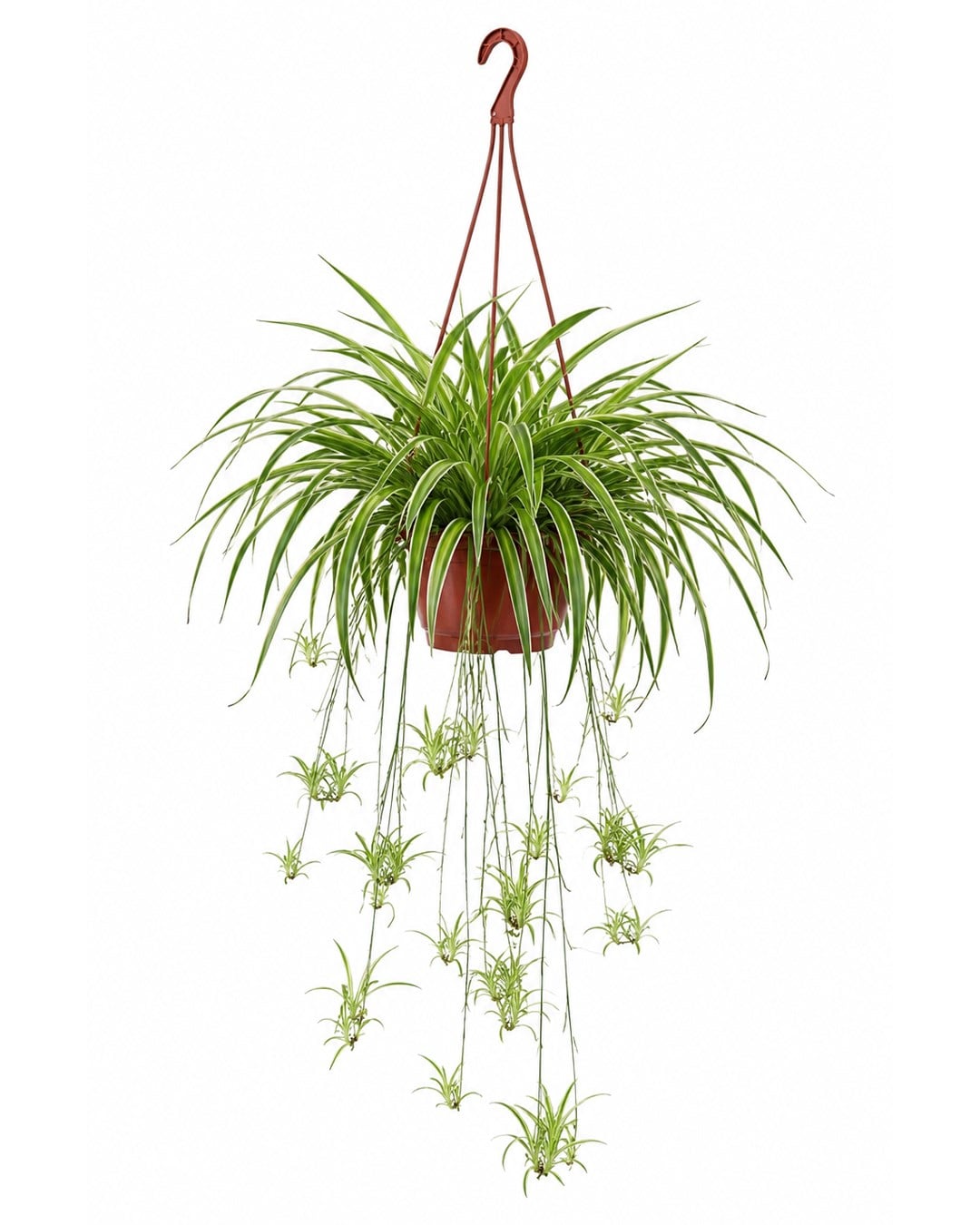 Kurdele Çiçeği – Chlorophytum comosum Askılı Saksı