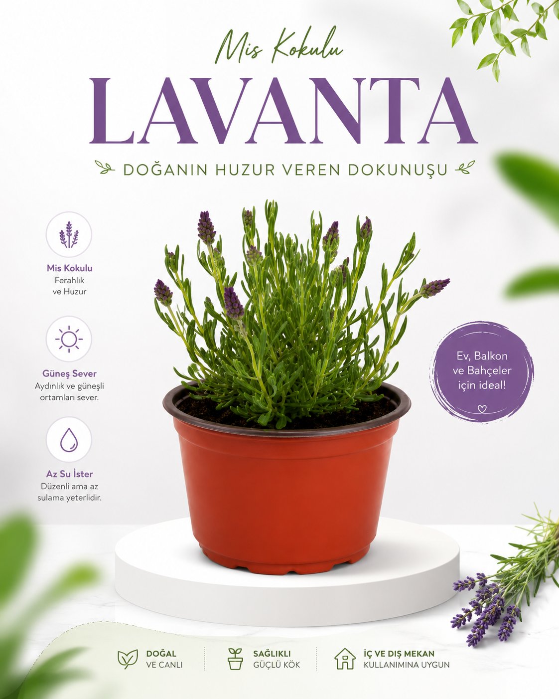 Lavanta Fidesi – Lavandula – 12 cm Saksı
