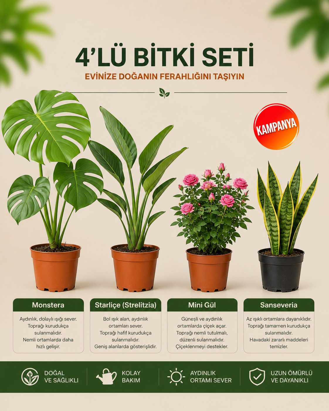 Monstera – Strarliçe – Mini Gül - Sansevieria Superba – 4'lü Bitki Seti