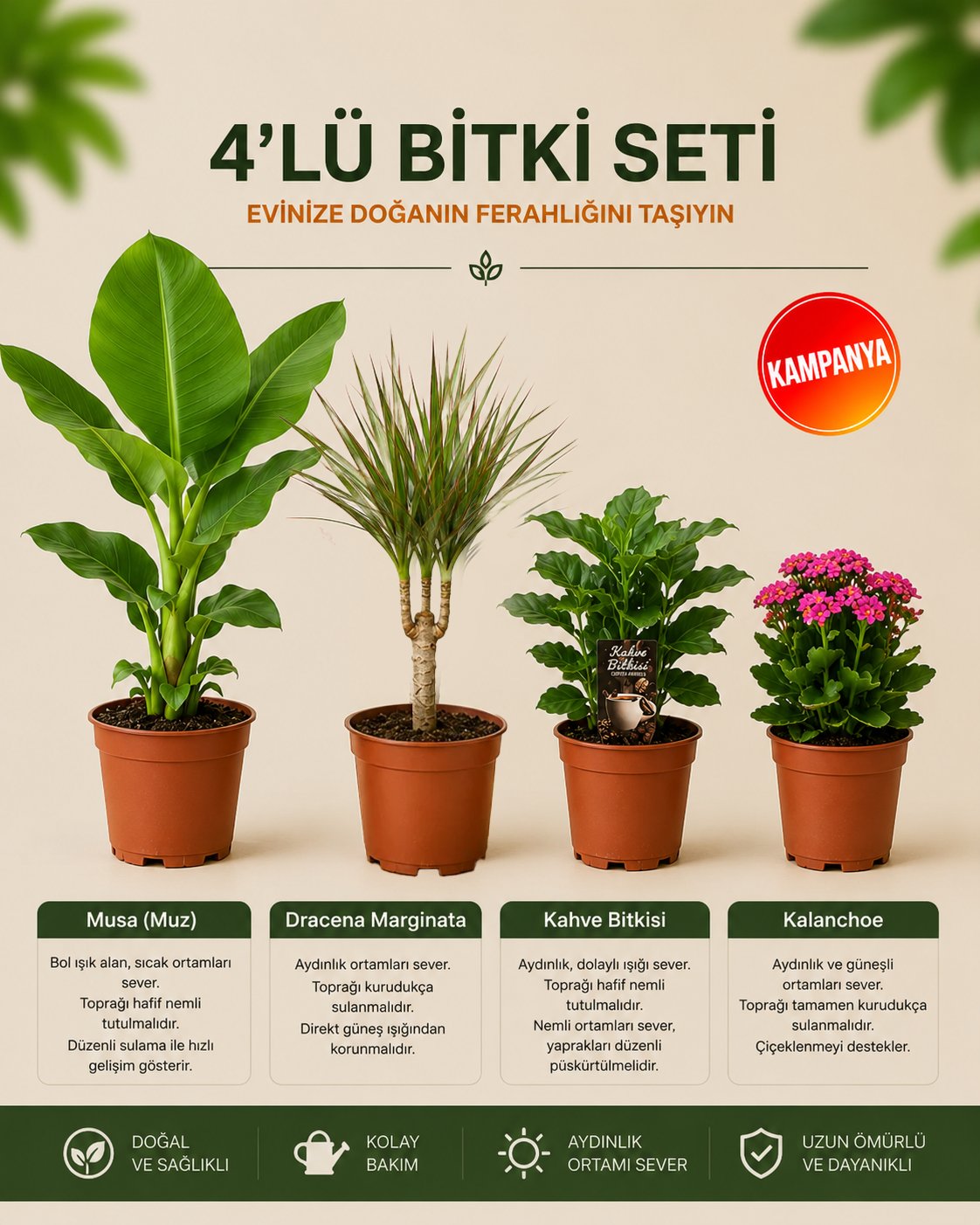 Muz Bitkisi – Kalanchoe Yerli – Marginata – Coffea arabica Seti – 4'lü Bitki Seti