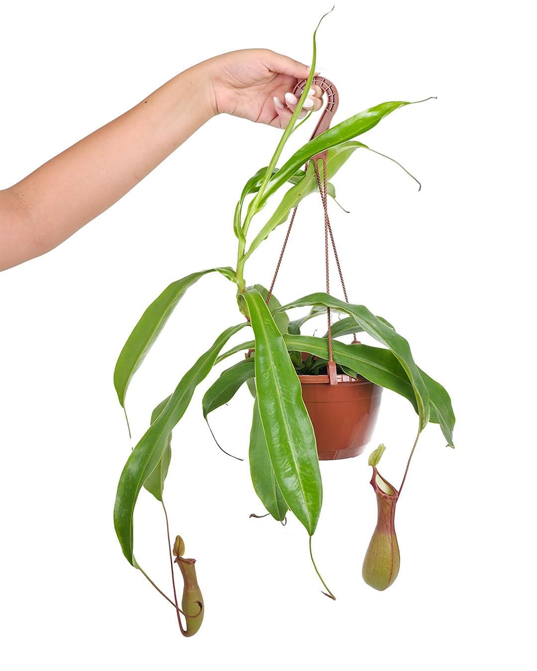 Nepenthes Alata Askılı 15 cm 
