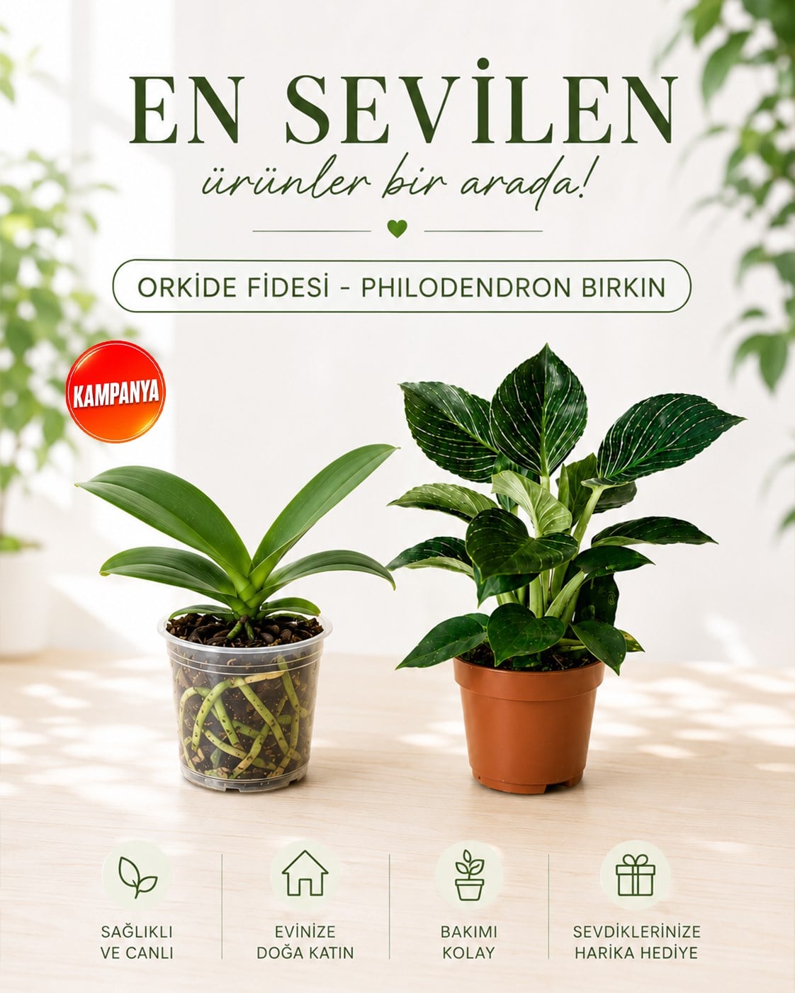 Orkide Fidesi – Philodendron Birkin – 2'li Set