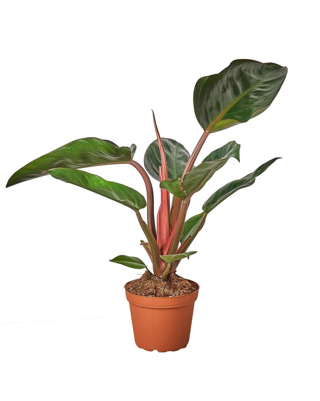 Philodendron Rojo Congo 12 cm