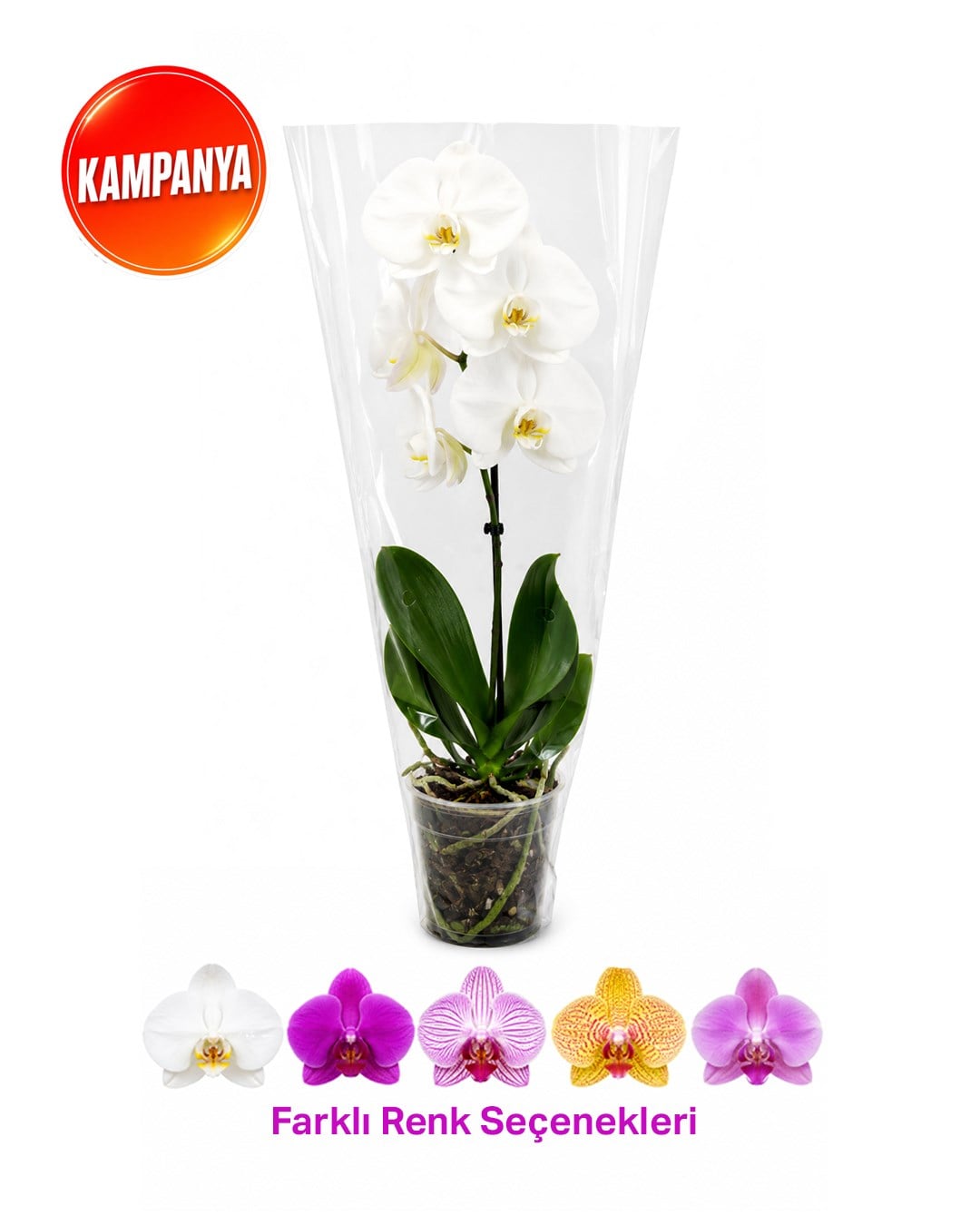 Tek Dal Kısa Boy Orkide – Phalaenopsis – 12 cm Saksı