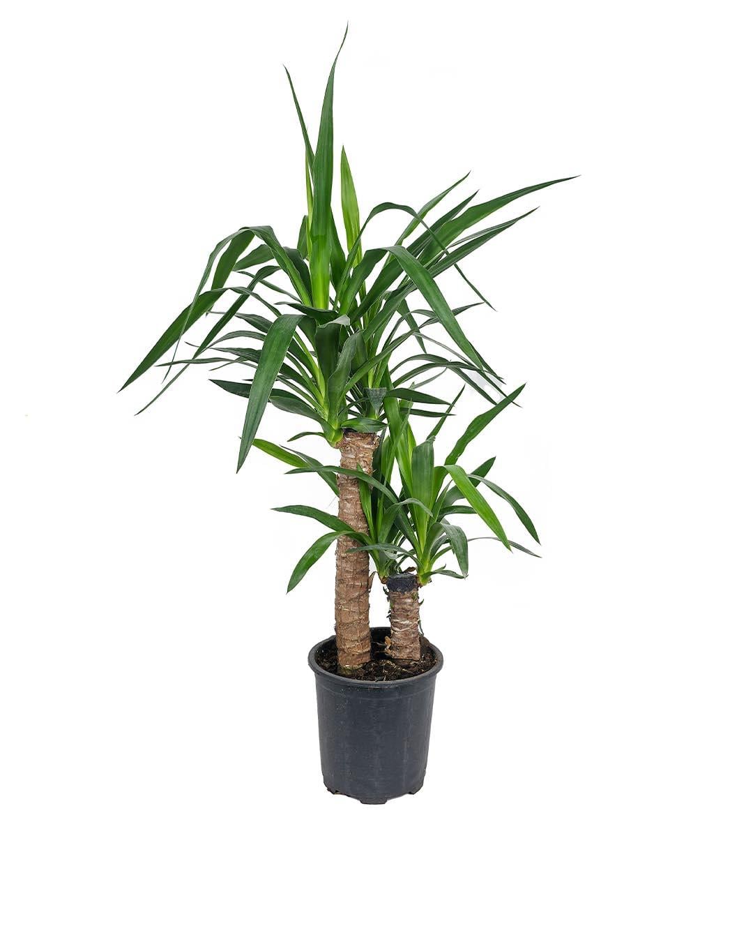 Yuka Bitkisi Çift Gövde – Yucca elephantipes 30–60 cm