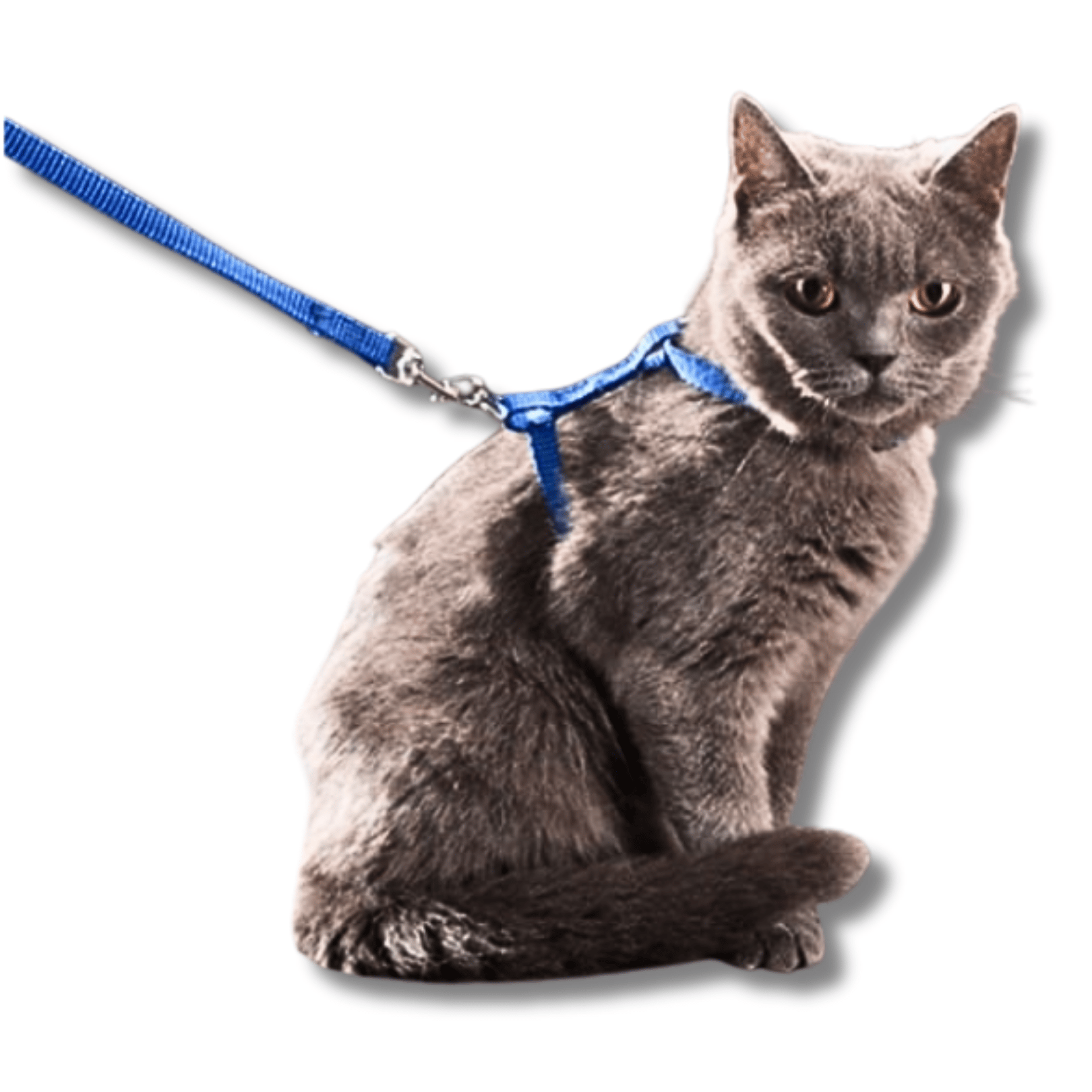 Kedi Gezdirme Tasması