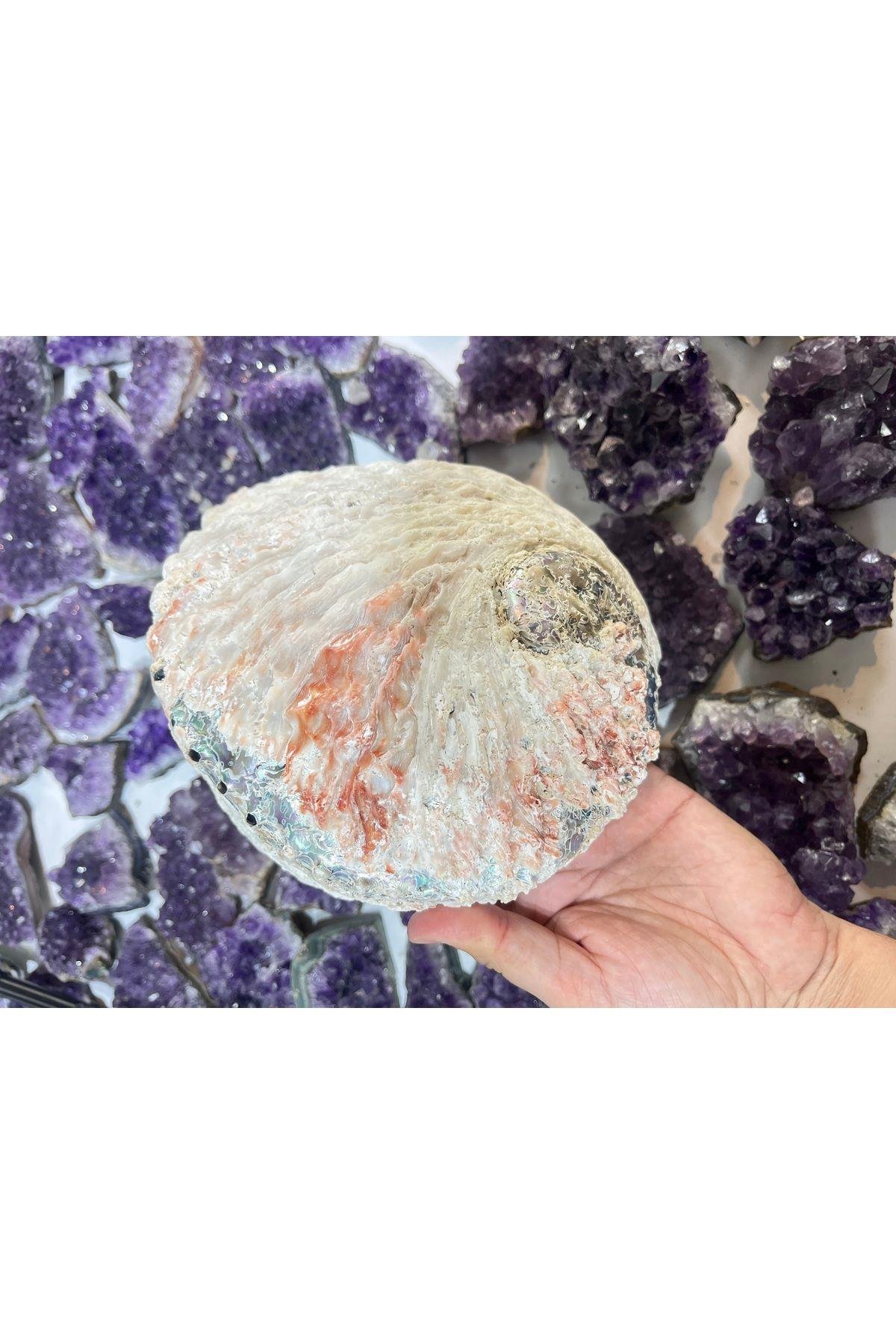 Abalone Filipinler Efsane Kabuk