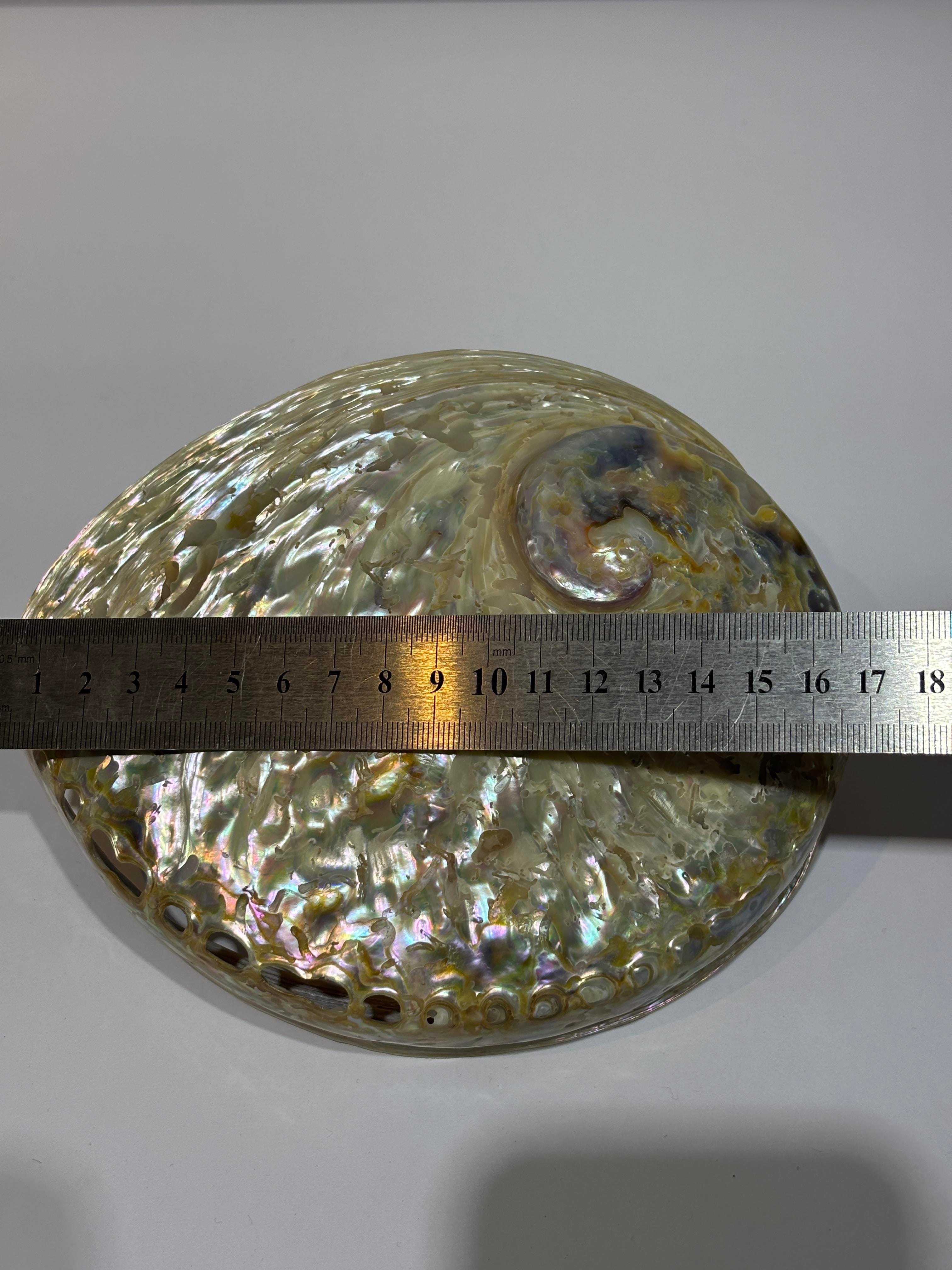 Abalone Large Whitewidov