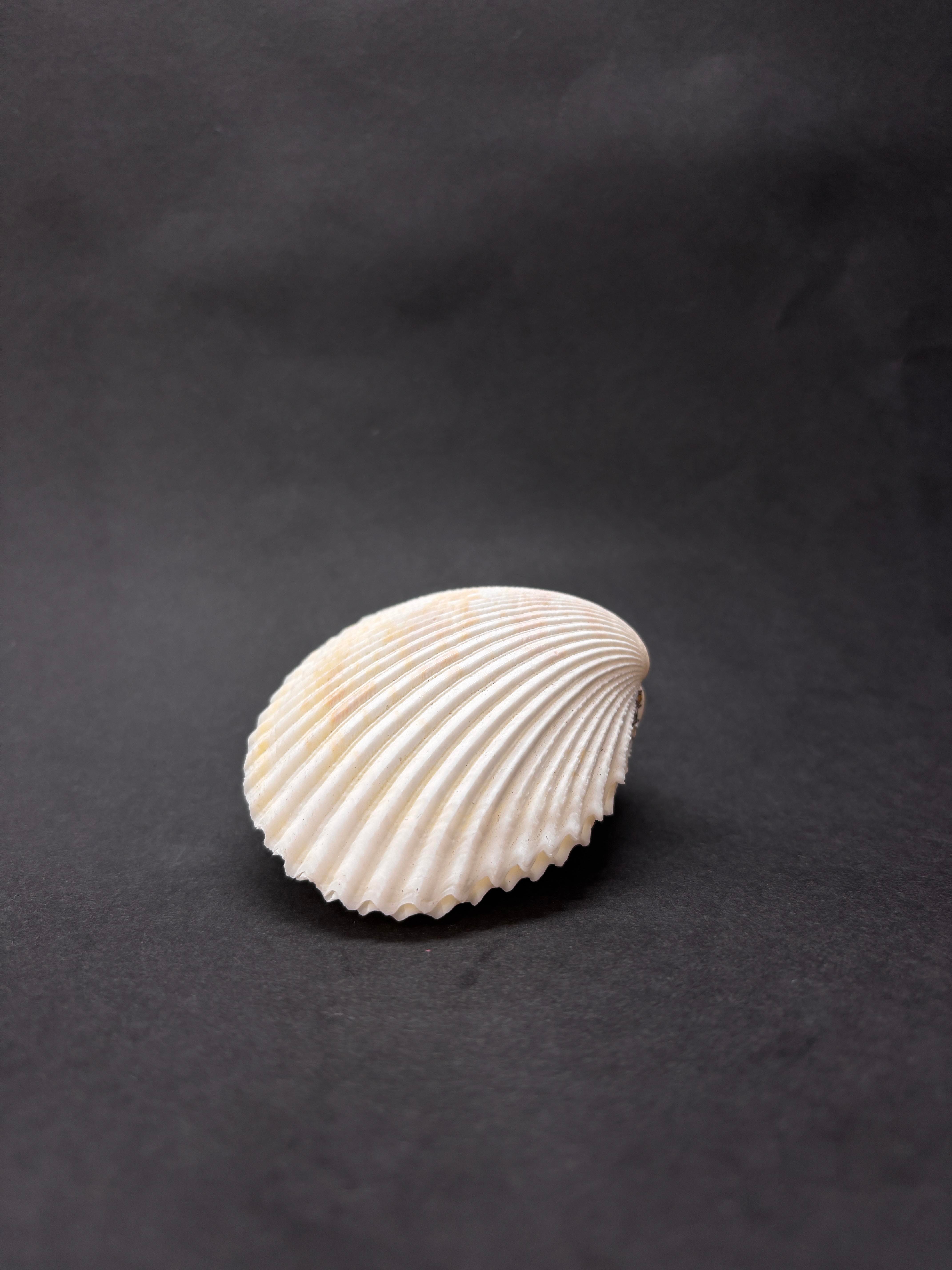 BEYAZ COCKLES KABUK