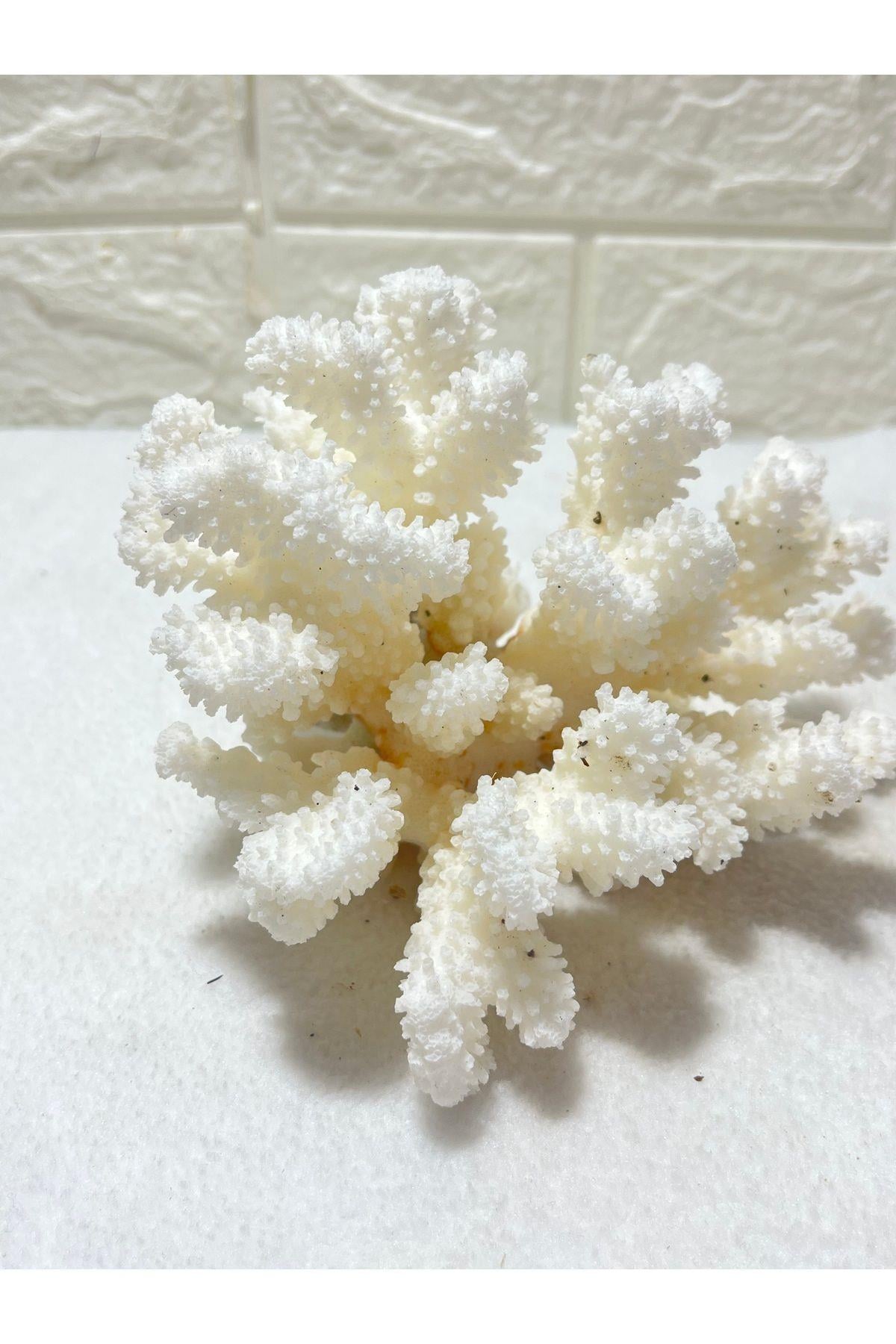 Mercan