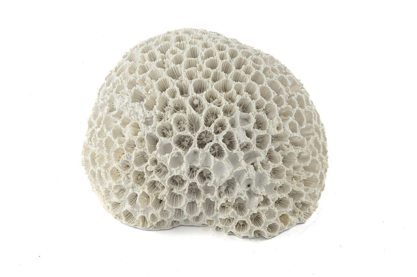 MİKASA BEYAZ MERCAN RESİN OBJE 15X13X9 CM